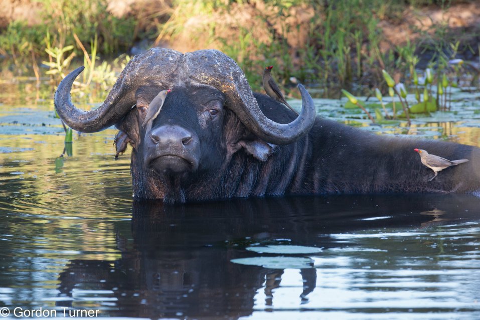 <h2>The Best of South Africa Escorted 2023</h2> 14 Nights | 6 Rounds | March 11 - 25